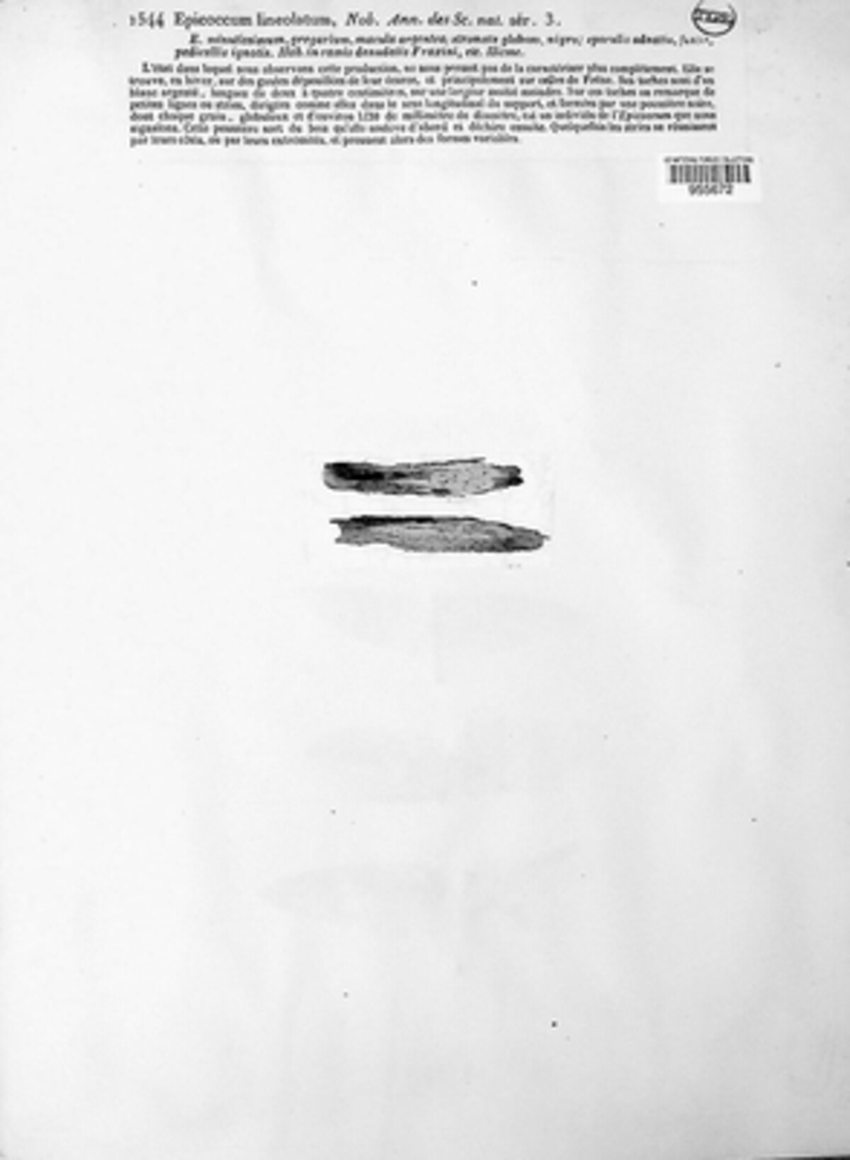 Epicoccum lineolatum image